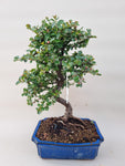 Bonsai cotoneaster