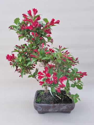 Bonsai weigela
