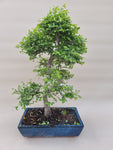 Bonsai Ulmus Parvifolia