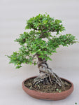 Bonsai Ulmus parvifolia