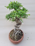 Bonsai Ulmus parvifolia