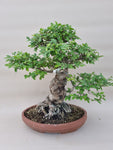 Bonsai Ulmus parvifolia