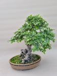 Bonsai Ulmus parvifolia