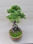Bonsai Ulmus parvifolia
