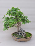 Bonsai Ulmus parvifolia