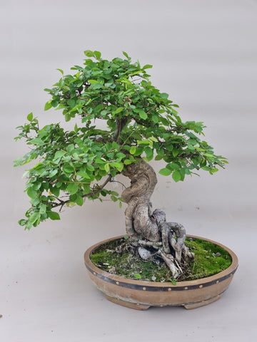 Bonsai Ulmus parvifolia