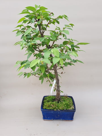 Bonsai hopbeuk