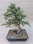 Bonsai cotoneaster