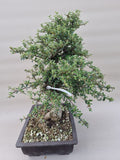 Bonsai cotoneaster