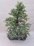 Bonsai cotoneaster