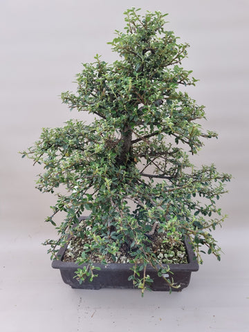 Bonsai cotoneaster