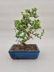Bonsai carmona
