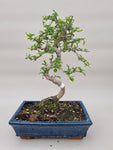 Bonsai carmona