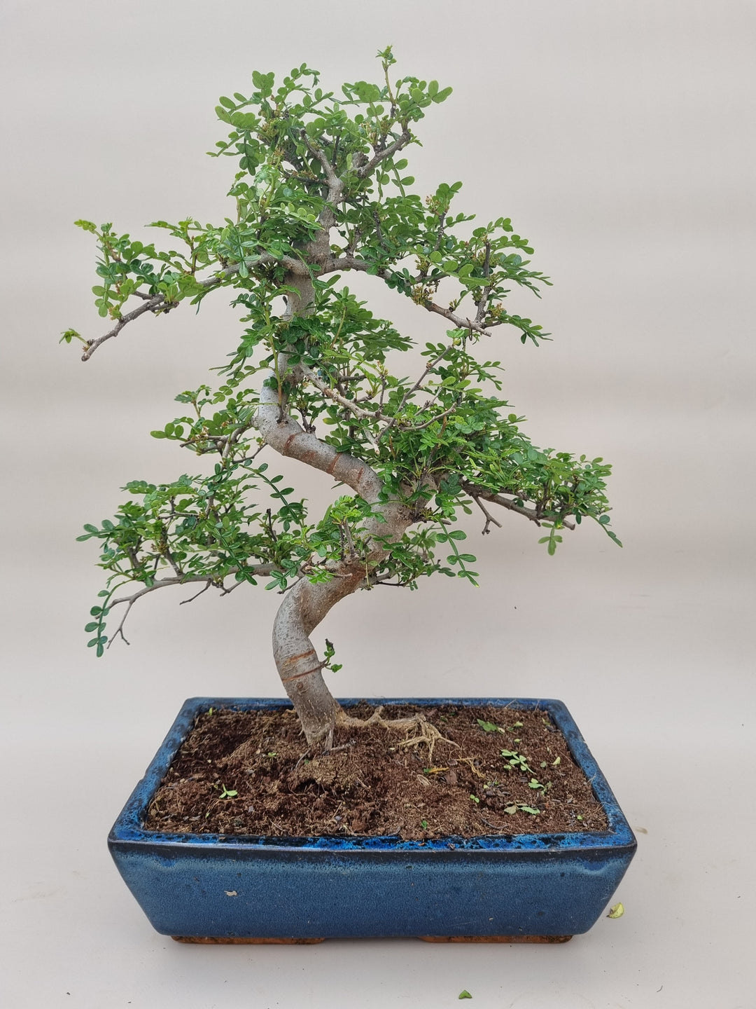 ginkgo bonsai überwintern Bonsai-Baum