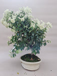 Bonsai Vuurdoorn oranje bes
