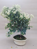 Bonsai Vuurdoorn oranje bes