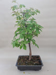 Bonsai Acer griseum