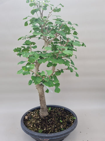Bonsai Ginkgo biloba