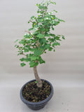Bonsai Ginkgo biloba