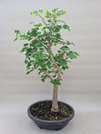 Bonsai Ginkgo biloba