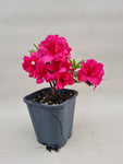 Azalea startmateriaal