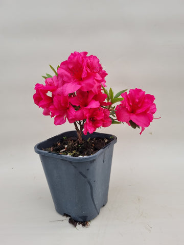 Azalea startmateriaal