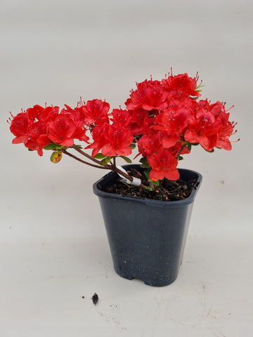 Azalea startmateriaal