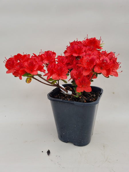 Azaleen-Ausgangsmaterial – Bonsai winkel
