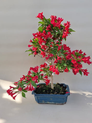 Bonsai weigela
