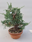 Bonsai Juniperus chinensis