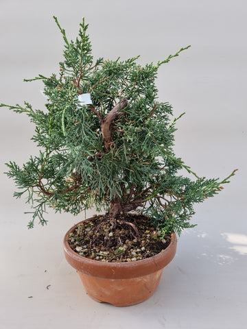 Bonsai Juniperus chinensis