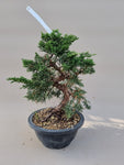 Bonsai Juniperus chinensis