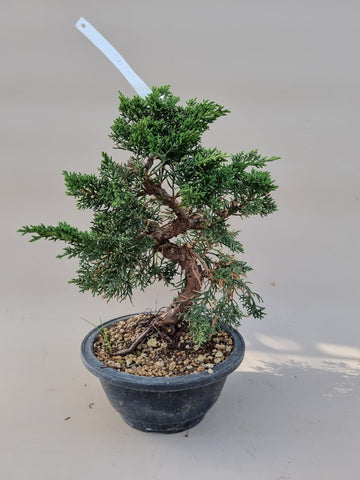 Bonsai Juniperus chinensis