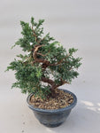 Bonsai Juniperus chinensis