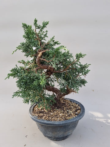 Bonsai Juniperus chinensis