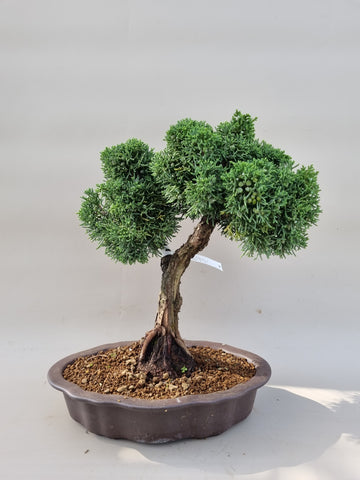 Bonsai Juniperus chinensis