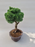 Bonsai Juniperus chinensis