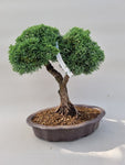 Bonsai Juniperus chinensis