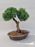 Bonsai Juniperus chinensis