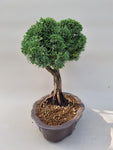 Bonsai Juniperus chinensis