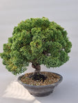 Bonsai Juniperus chinensis bezem stijl