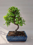 Ulmus Parvifolia