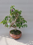 Bonsai bougainville