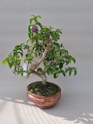 Bonsai bougainville