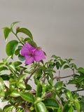 Bonsai bougainville