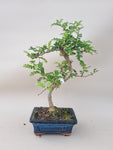 Bonsai Zanthoxylum