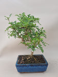 Bonsai Zanthoxylum