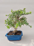 Bonsai Fraxinus