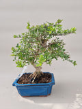 Bonsai Fraxinus
