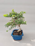 Bonsai Fraxinus